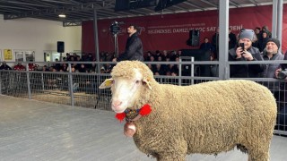 Merinos koçu 150 bin liradan satıldı