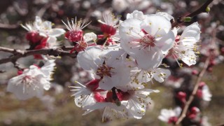 Mersin'deki kayısı ağaçları çiçekleri baharı müjdeledi