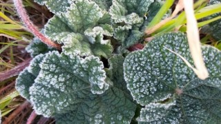 Meteorolojiden çiftçilere zirai don uyarısı