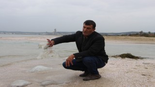 Ölü deniz anaları akdeniz kıyılarında