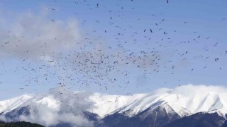 (Özel) Uludağın eteklerinde leyleklerin dansı böyle görüntülendi