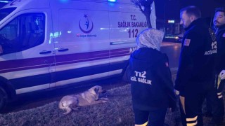 Sağlık çalışanları yağmurlu havada yaralı köpeğin başında dakikalarca bekledi
