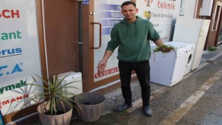 Saksıdaki süs bitkisini kökleyip, poşete koyup götürdü