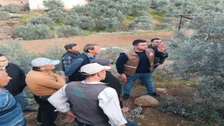 Sarıgölde zeytin budama eğitimi