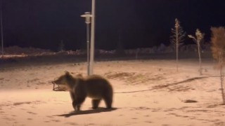 Sarıkamışta ayılar parkta görüntülendi