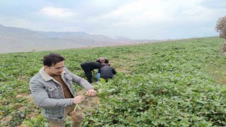 Siirtte bağ ve bahçelerde yabancı otlarda artış yaşanıyor