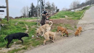 Sokak hayvanlarını 5 yıldır gönüllü besliyor