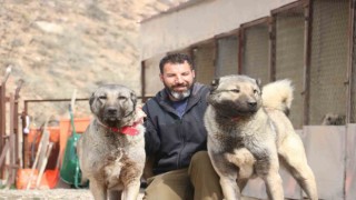 Sokak köpeklerinde kurt özellikleri görülmeye başladı