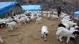 Süt kuzuları günde 2 defa anneleriyle buluşturuluyor