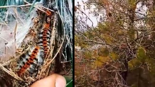 Tarihi kaledeki ağaçlar kuruyor