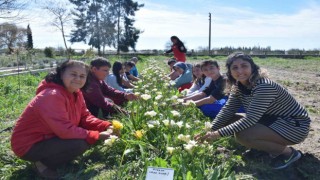 Tarım Lisesi öğrencileri ilk defa kesme çiçek yetiştirdi