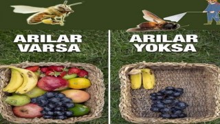 Tarımsal İlaçlama Yaparken Arılara Dikkat