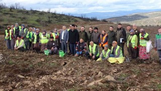 Tavşanlıda yanan ormanlık alanlar tekrar ağaçlandırılıyor