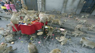 Taylandda şehri istila eden maymunlar toplatılıyor