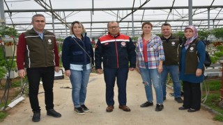 Topraksız tarımsal üretim yapan serada incelemelerde bulunuldu