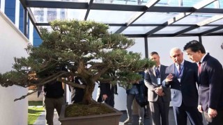 Türkiyenin ilk, Avrupanın en büyük bonsai müzesi Yalovada açıldı