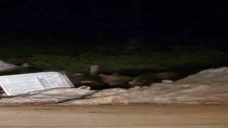 Uludağda aç kalan ayılar çöp konteynerlerinde yemek aradı