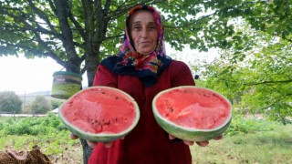 Üreticilere karpuz tohumu desteği