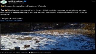 Yaban keçilerini kovalayan vaşak fotokapana takıldı