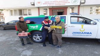 Yaralı bulunan şahin tedavi altına alındı