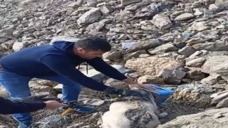 Yiyecek ararken kafasını tenekeye sıkıştıran köpeği itfaiye ekipleri kurtardı