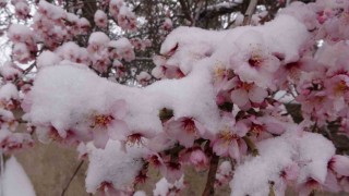 Yozgatta erken çiçek açan badem ağaçları kar altında kaldı