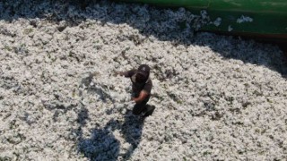 Depremzede çiftçilere pamuk tohumu dağıtıldı