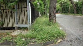 Adalarda çöplerden ve otlardan geçilmiyor