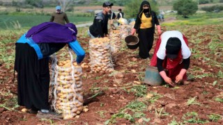 Adanada turfanda patates hasadı başladı