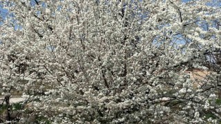Afyonkarahisarda ağaçlar baharın müjdecisi olarak rengarenk çiçek açtı