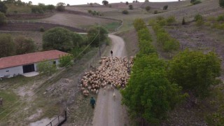 Amasyada koyun sürülerinin yayla göçü erken başladı