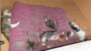 Ankarada kan donduran olay: Kafası ve patileri koparılmış 6 yavru kedi ölüsü bulundu