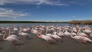 Ankaranın renkli misafirleri: Flamingolar
