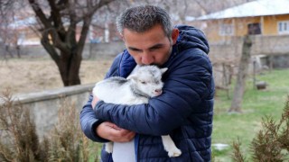 Annesini ayı yiyen ve ölmekten gazeteci tarafından kurtarılan keçi yavrusu büyüdü