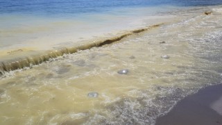 Antalya sahillerindeki sarı tabakanın sırrı ortaya çıktı