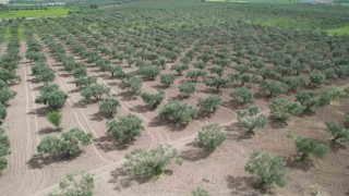 Aşırı yağış zeytini vurdu