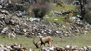 Avlanması, evcilleştirilmesi yasak olan yaban keçileri insanlarla iç içe yaşıyor