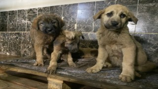 Aziziye Belediyesi; “Sevimli dostlarımızla dost bir kurumuz”