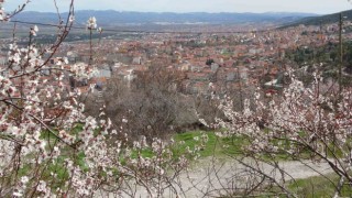 Badem ağaçları bu yıl zamanında çiçek açtı