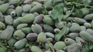 Badem kilosu 200 liradan tezgahlarda