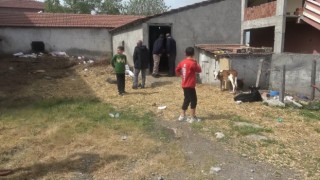 Bafrada başıboş köpek dehşeti: 12 buzağı ve 1 kuzu telef oldu