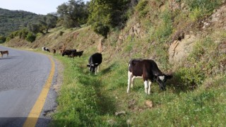 Bahar ayları ile birlikte yol kenarları meraya döndü