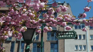 Baharın gelişiyle açan çiçek ve ağaçlar görenleri mest etti