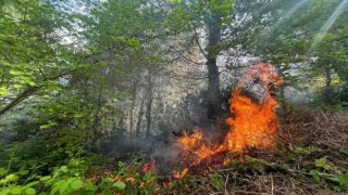 Bahçe temizliği için yakılan ateş, ormanın 5 dönümlük alanında tahribata yol açtı