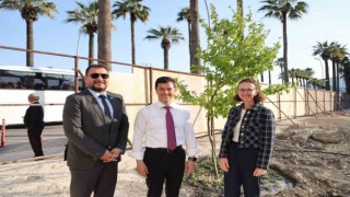 Başkan Ünlünün talimatı ile kesilen ağacın yerine çınar ağacı dikildi