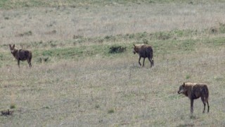 Bayburtta ilçeye inen 3 kurt arazide görüldü