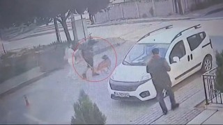 Bekçi ile boksör arasında ağızlıksız pitbull kavgası