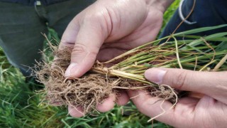 Beyşehirde arpa yaprak yanıklığı hastalığı tespit edildi