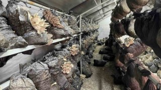 Beyşehirde mantar üretimi üreticilerin gözdesi oldu