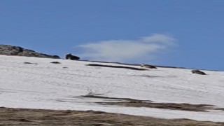 Bingölde ayılar karla kaplı tepede görüntülendi